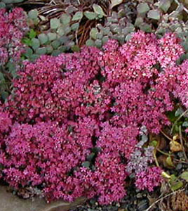 Sedum cauticola 'Lidakense'