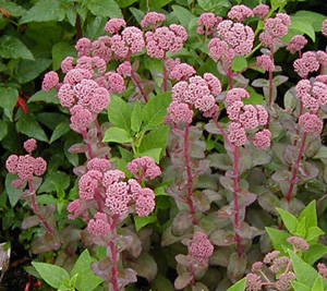 Sedum 'Cherry Haze'