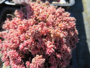 Sedum dasyphyllum 'Lloyd Praeger'