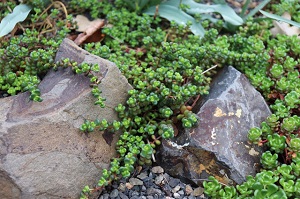 Sedum divergens (Form 1)