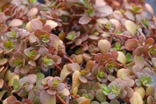 Sedum emarginatum