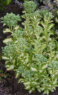 Sedum erythrostictum f. variegatum