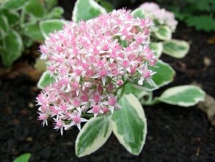 Sedum erythrostictum 'Frosty Morn'