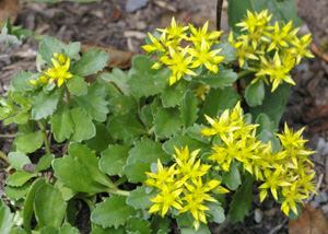 Sedum kamtschaticum var. floriferum 'Weihenstephaner Gold'