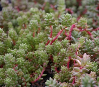 Sedum lanceolatum var. rupicolum