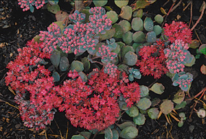 Sedum lidakense