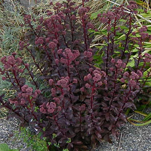 Sedum 'Little Moor'