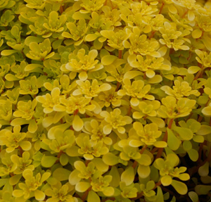 Sedum makinoi 'Ogon'