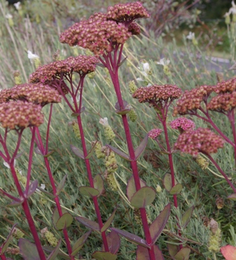 Sedum 'Matrona'