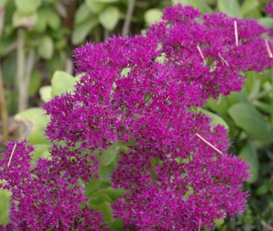 Sedum 'Neon'
