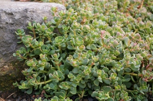 Sedum obtusatum boreale (Form 1)