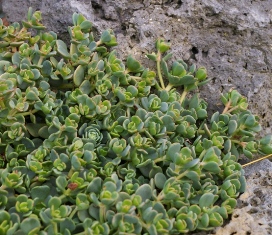 Sedum obtusatum (Form 4)