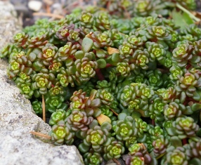 Sedum oreganum