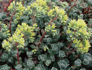 Sedum oregonense (Form 1)