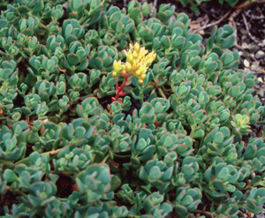 Sedum oregonense (Form 2)