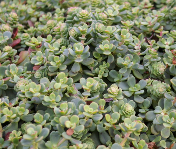 Sedum oregonense (Form 3)