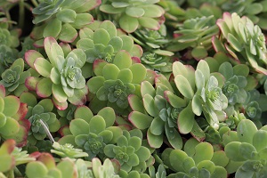 Sedum palmeri