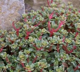 Sedum paradisium (Form 1)