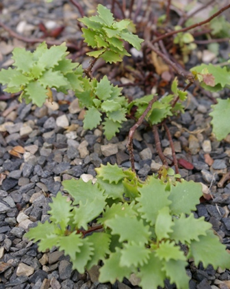 Sedum populifolium