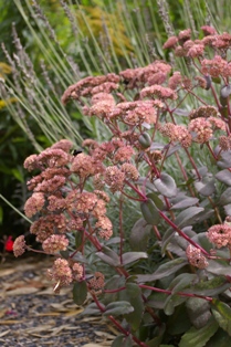 Sedum 'Queen Bee'