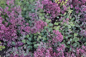 Sedum 'Ruby Glow'