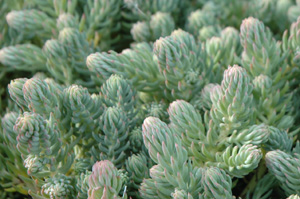 Sedum rupestre