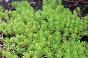 Sedum senanense