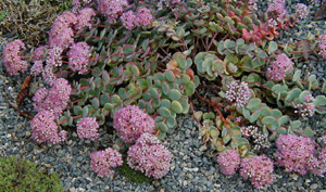 Sedum sieboldii