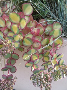 Sedum sieboldii 'Variegatum'