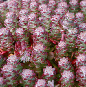 Sedum 'Silver Moon'