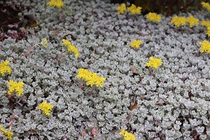 Sedum spathulifolium ssp. pruinosum 'Cape Blanco'