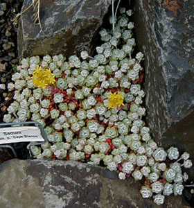 Sedum spathulifolium ssp. pruinosum 'Cape Blanco'