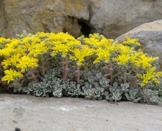 Sedum spathulifolium ssp. pruinosum 'Carnea'