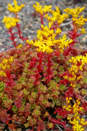 Sedum spathulifolium subsp. yosemitense 'Red Raver'