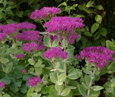 Sedum spectabile 'Brilliant'