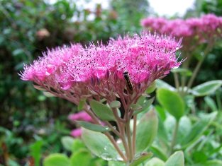 Sedum spectabile 'Meteor'