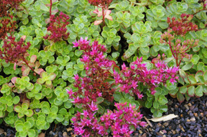 Sedum spurium 'Bronze Carpet'