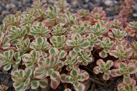 Sedum spurium 'Fool's Gold'