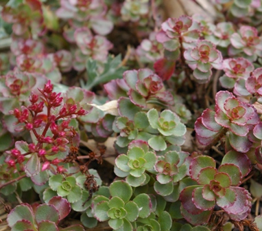 Sedum spurium 'Fuldaglut'