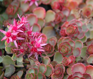 Sedum spurium 'Schorbuser Blut'