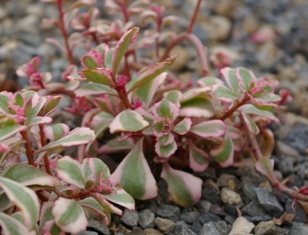 Sedum spurium 'Tricolor'