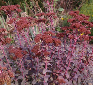 Sedum telephium ssp. Ruprechtii