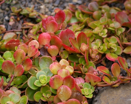 Sedum tetractinum