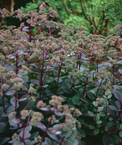 Sedum 'Vera Jameson'