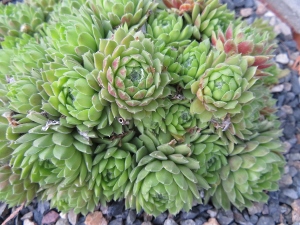 Sempervivum 'Pekinense'