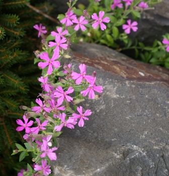 Silene schafta