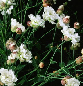 Silene uniflora 'Plena'