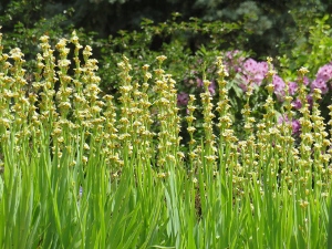 Sisyrinchium striatum