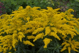 Solidago 'Golden Baby'