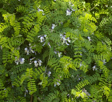 Sophora davidii